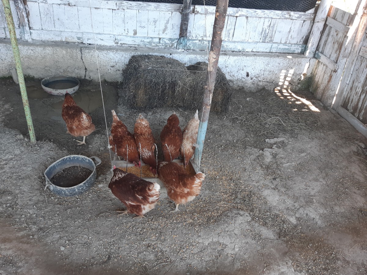pollaio comunità rajo