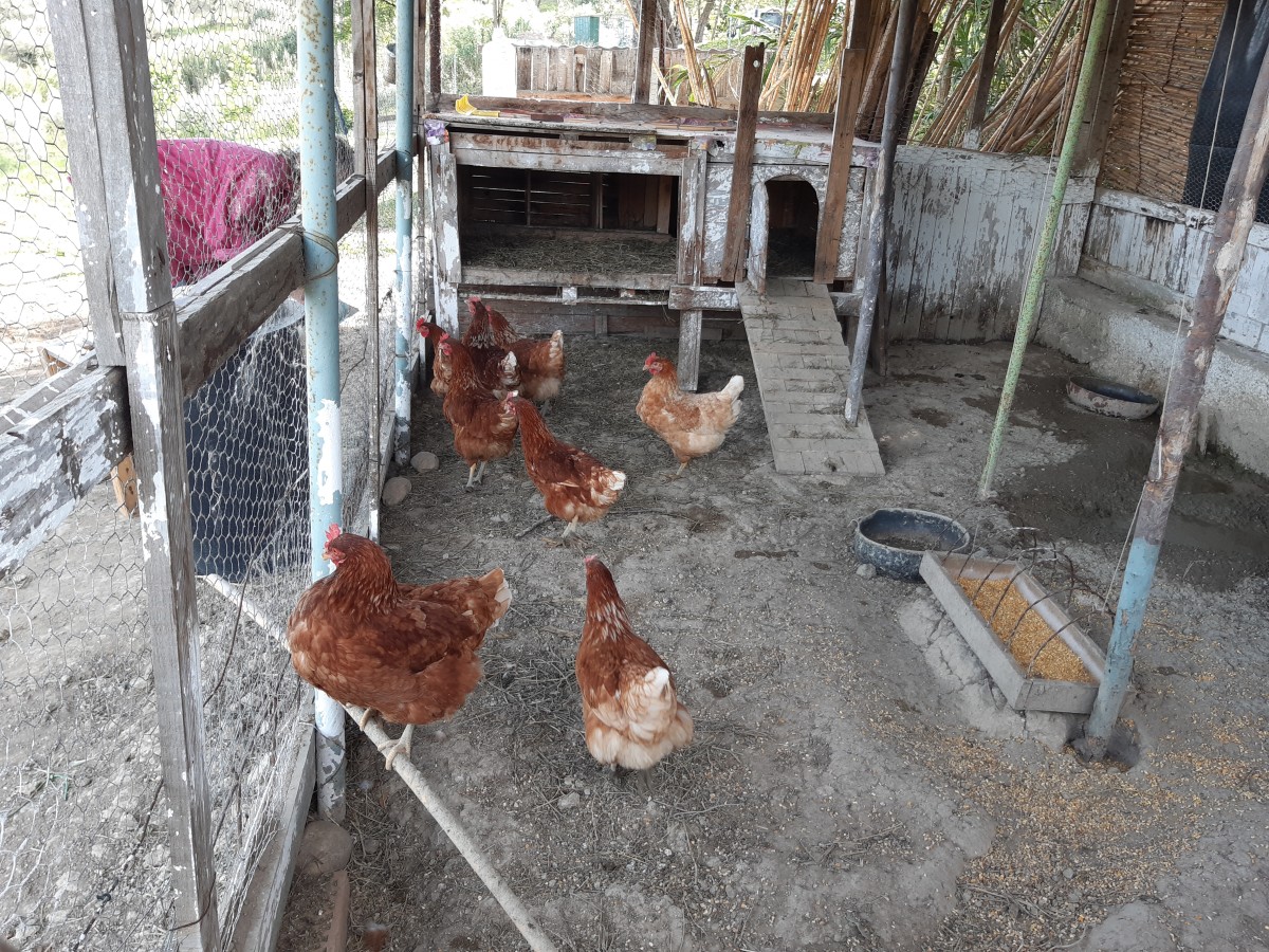 pollaio comunità Rajo