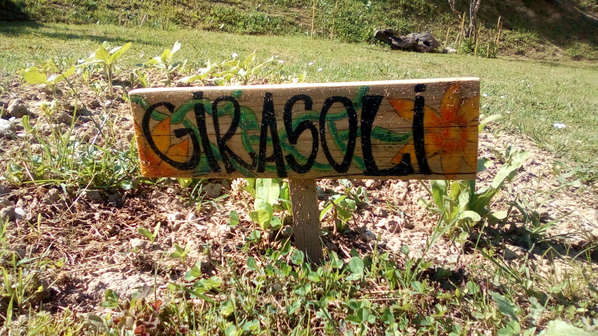 Girasoli comunità Rajo