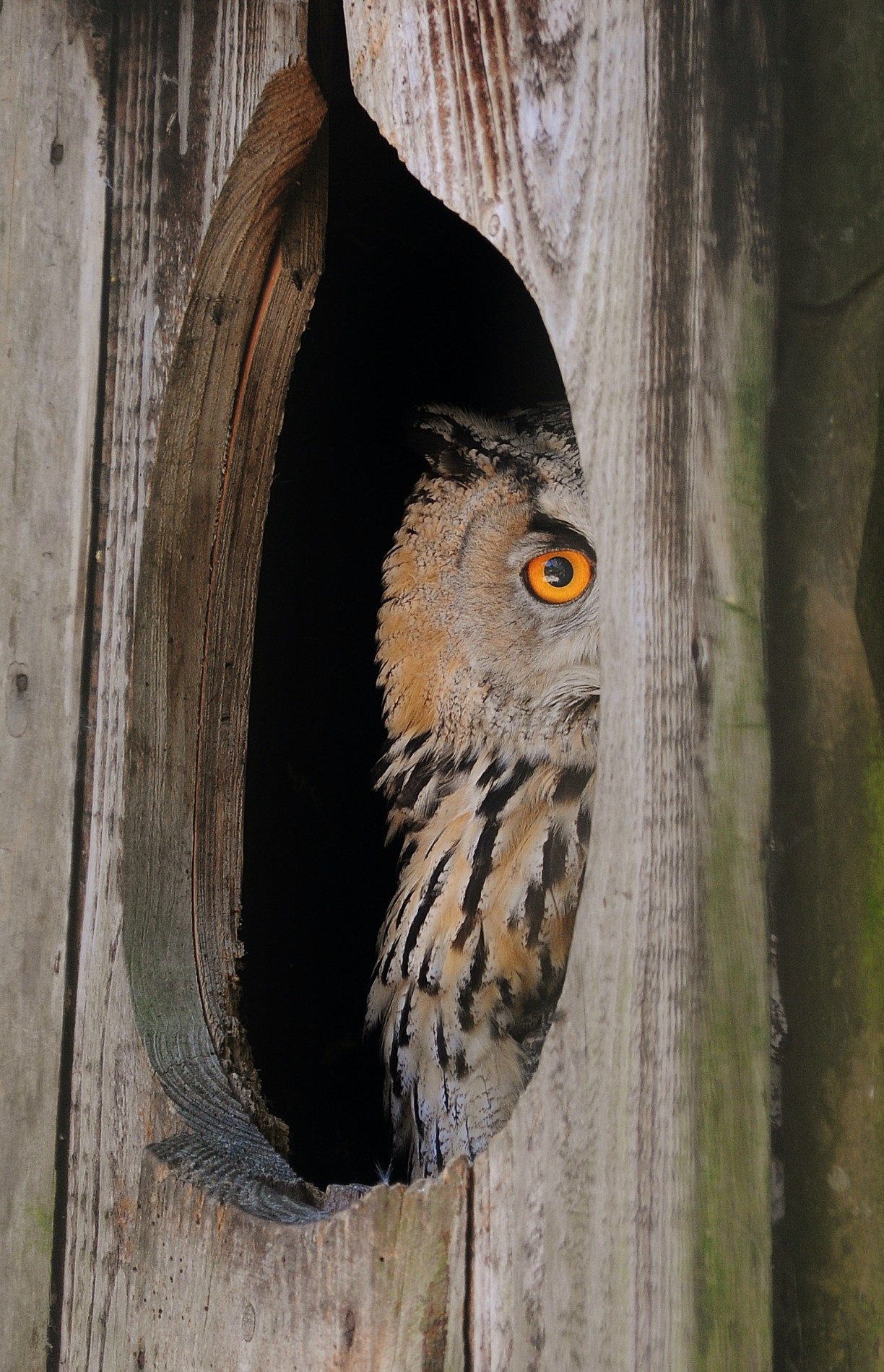 bird-animal-owl-3890